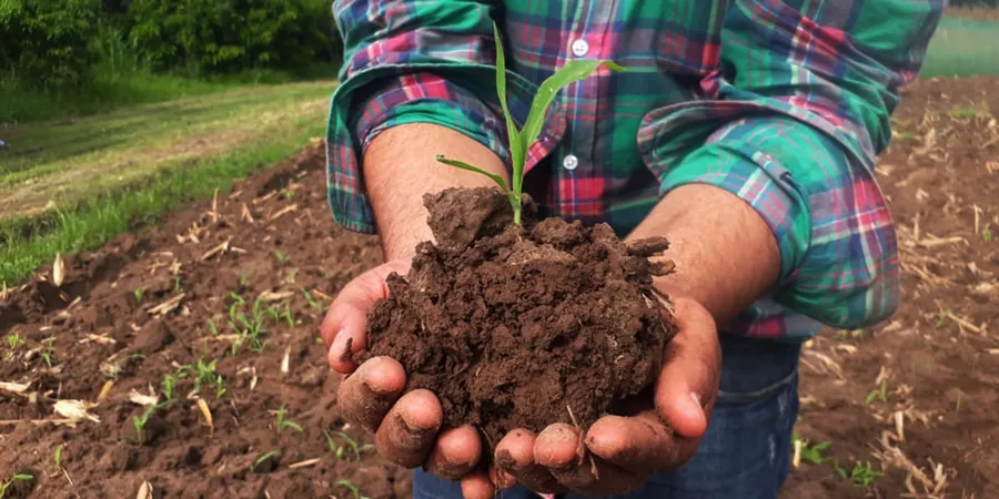 Illustrative image of Organic soil management in Mackay